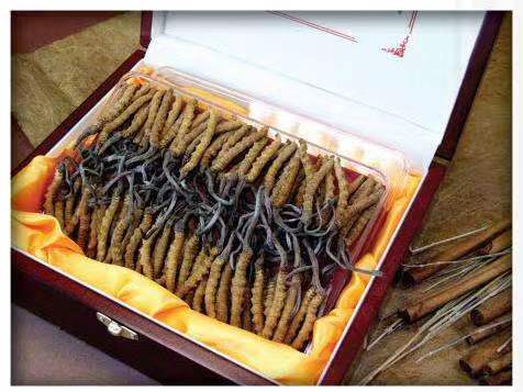 个旧冬虫夏草回收